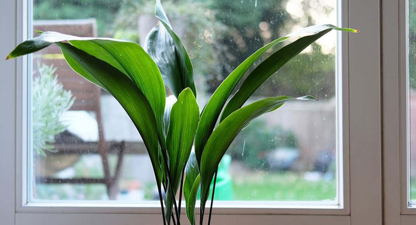 برگعبایی (گیاه آهنی)