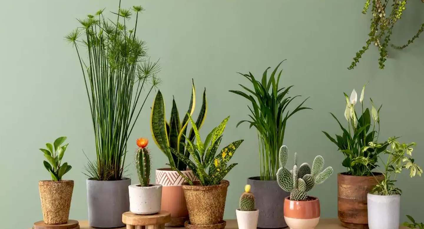 بهترین گلها و گیاهان آپارتمانی سایهدوست برای خانههای کمنور