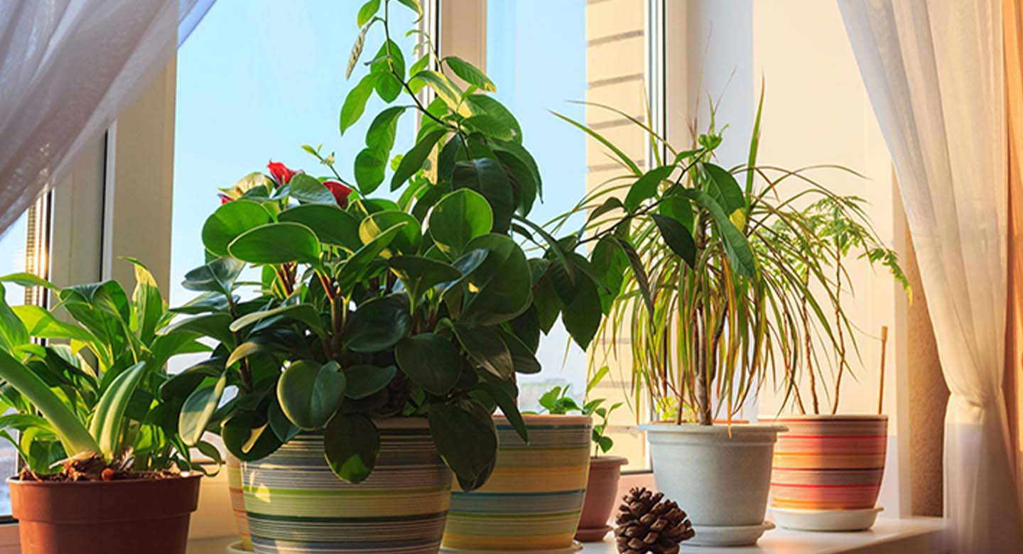 بهترین گلها و گیاهان سایهدوست برای محیط کار و دفاتر اداری