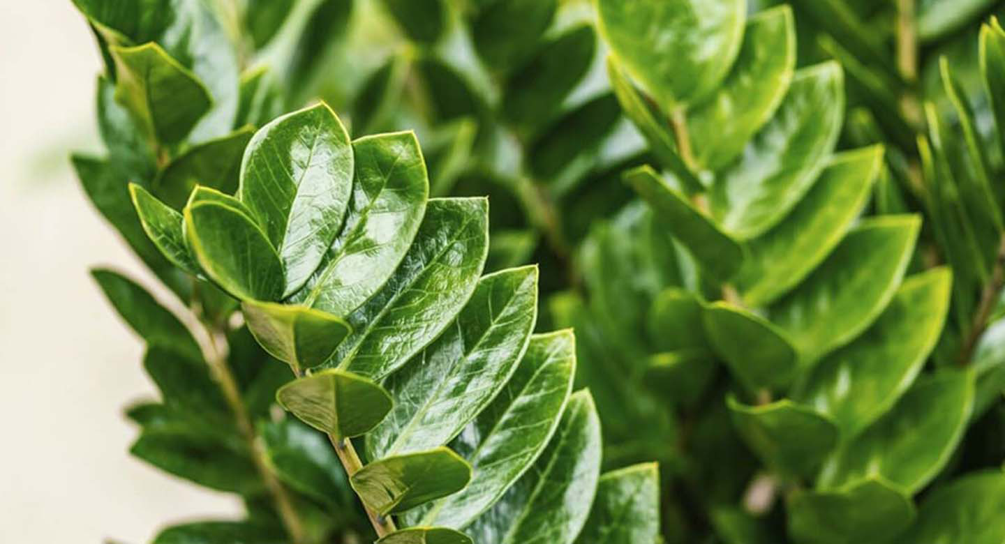 زامیفولیا (ZZ Plant)