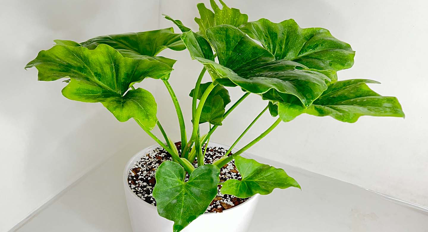 فیلودندرون