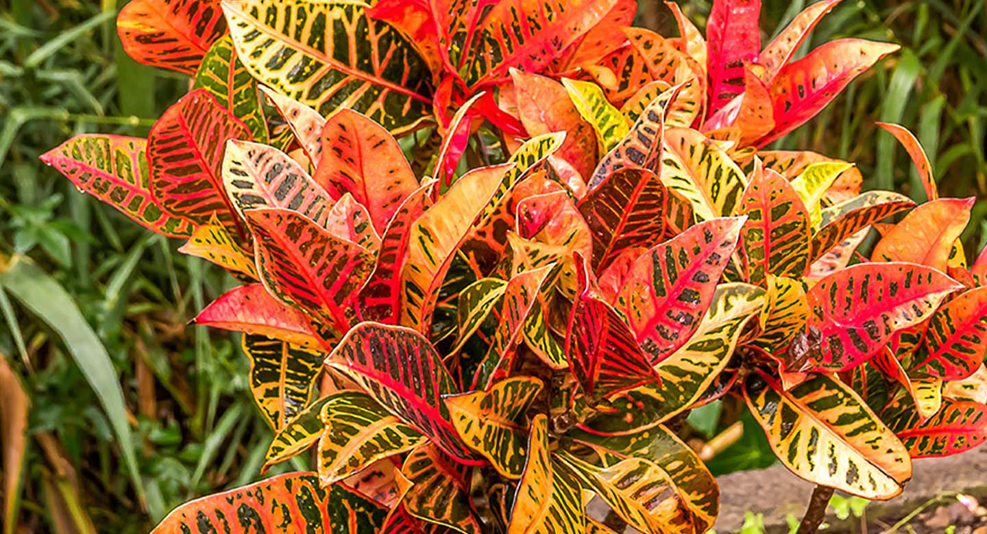 گلهای سایهدوست با برگهای رنگی و خاص