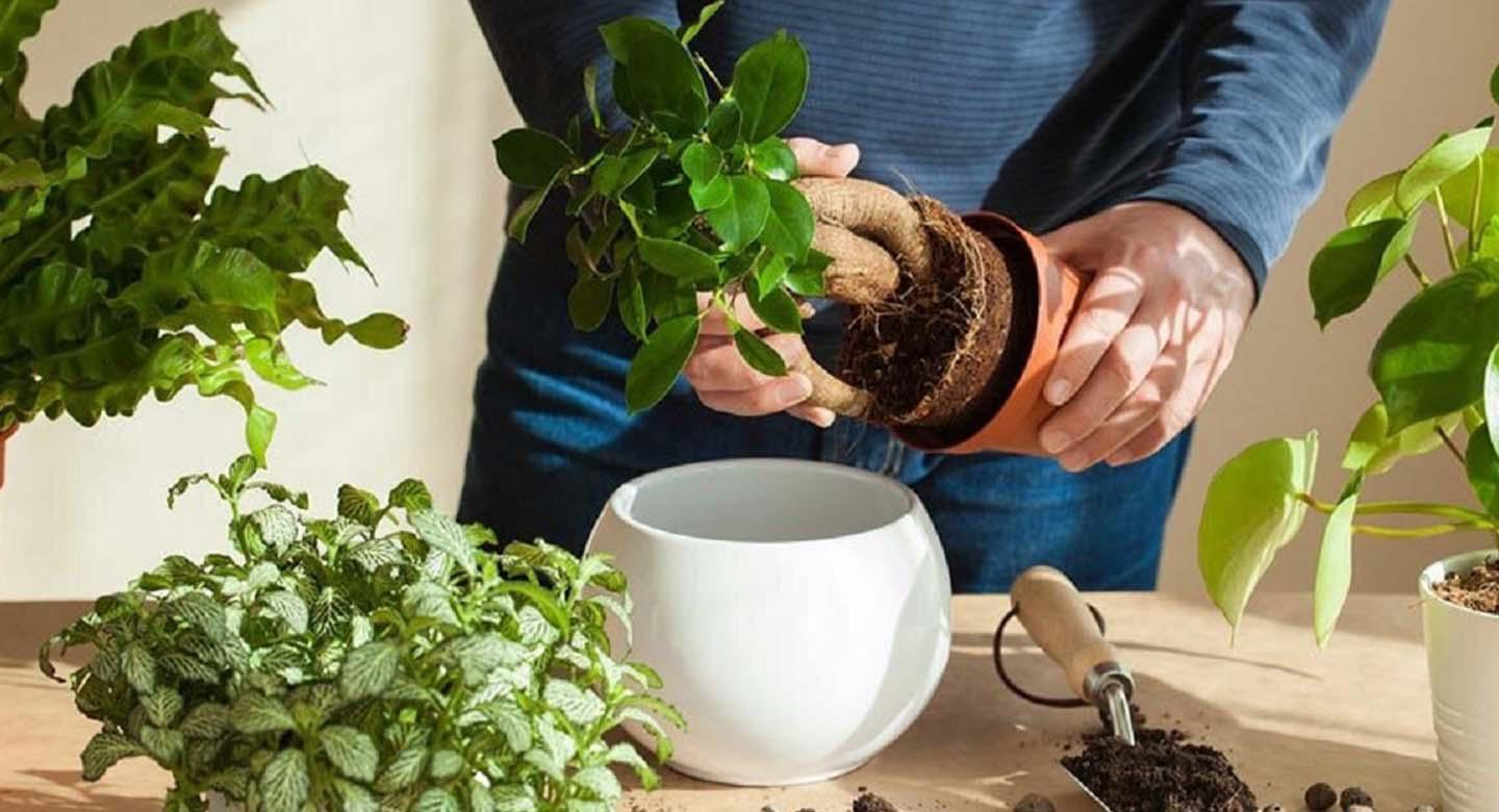 مرحله سوم: خارج کردن نهال از گلدان با دقت و ملایمت