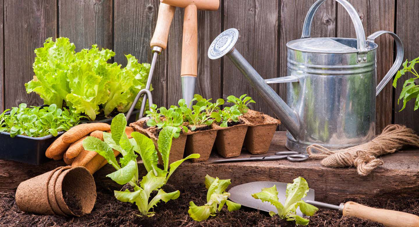 لوازم ضروری برای انتقال نهال به باغچه: آمادهسازی کامل پیش از کاشت