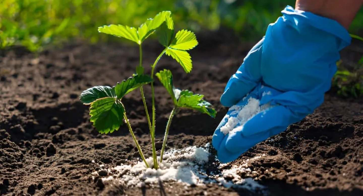 مرحله پنجم: مراقبتهای پس از انتقال نهال